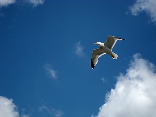 Möwe am blauen Himmel