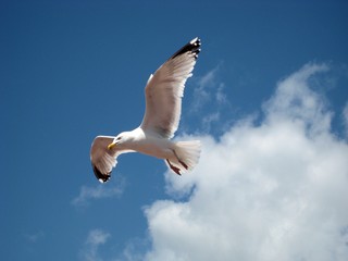Möwen fliegt am Himmel