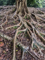 Roots of a tropical tree