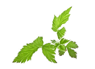 Raspberry green leaves isolated on white background