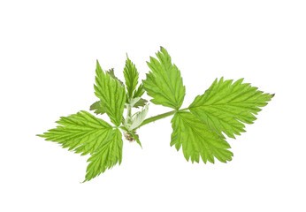 Raspberry green leaves isolated on white background