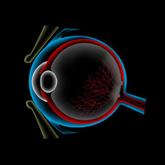 Ocular ultrasound, eye anatomy scan