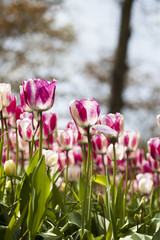 Spring tulips in the garden, spring blossom
