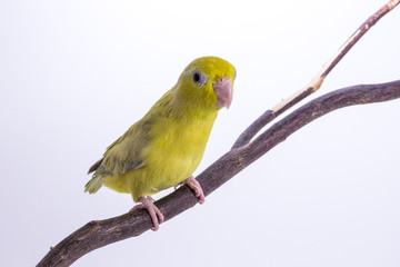 Pastel Green Forpus Bird