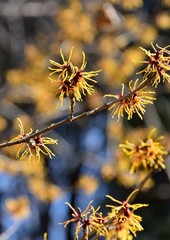 Golden blossoms of Japanese witch hazel in early spring