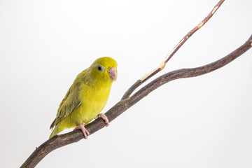 Pastel Green Forpus Bird