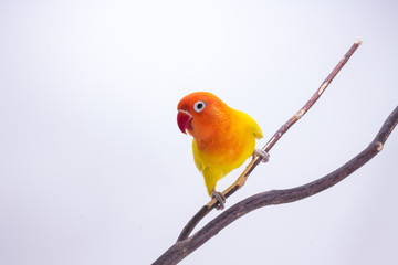 Yellow Lovebird on branch