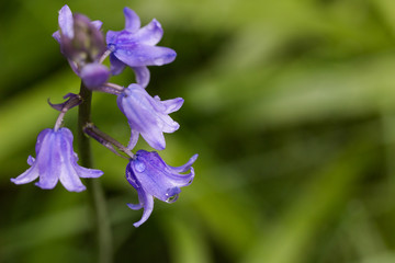 Small four blue violet bellfowers in early morning light with drop of water on flakes.