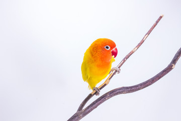 Yellow Lovebird on branch