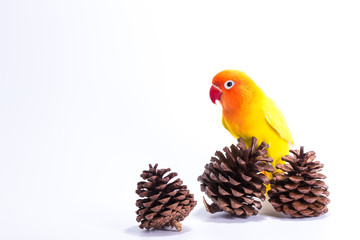 Yellow Lovebird on branch