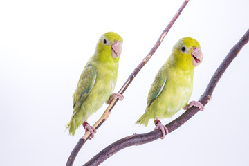 Fototapeta na wymiar Pastel Green Forpus Bird