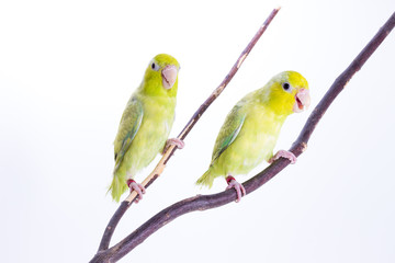 Pastel Green Forpus Bird
