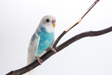 Little Cute Budgerigar, Budgie, Bird