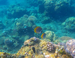Fototapeta na wymiar Snorkeling photo of sea bottom with corals and yellow butterfly fishes