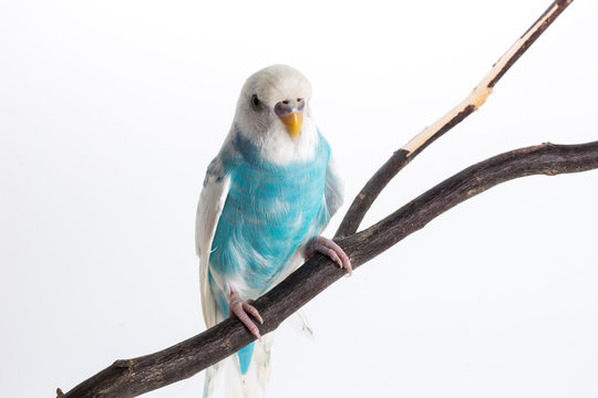 Little Cute Budgerigar, Budgie, Bird