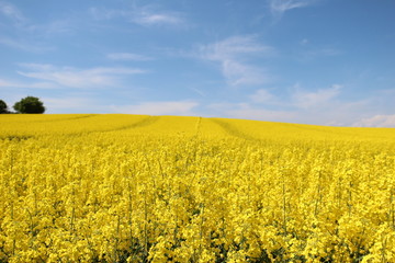 Obraz premium Canola in Bloom - Upper Austria