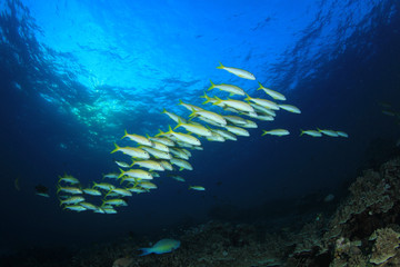 Fototapeta na wymiar Tropical fish on coral reef underwater in ocean