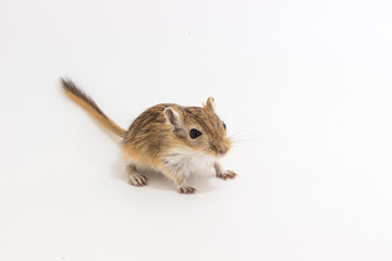 Litter Mongolian gerbil, Desert Rat