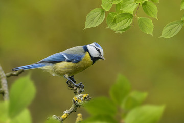 Vögel 82
