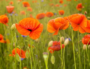 wild red poppies