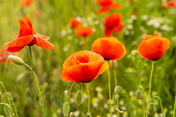 wild red poppies
