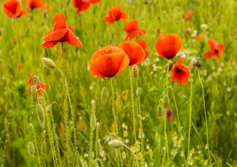 wild red poppies