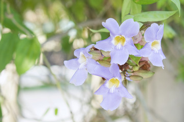 Blue trumpet vine or Laurel clock vine