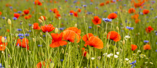 Fototapeta na wymiar panorama of red wild poppies and wild flowers