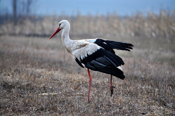 White Stork walking on spring meadow