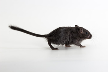 Litter Mongolian gerbil, Desert Rat