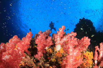 Naklejka na ściany i meble Scuba divers diving on coral reef