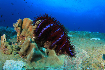 Crown-of-thorns Starfish
