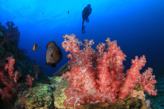Scuba divers diving on coral reef