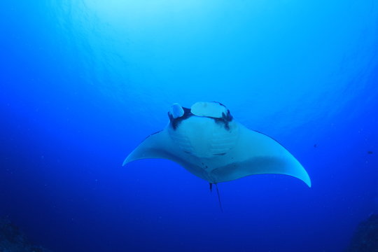 Manta ray swims over coral reef 