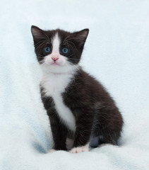 Black and white fluffy kitten with blue eyes sits and stares