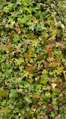 Texture fragment of an ivy hedge