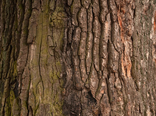 Texture of the trunk of an old tree