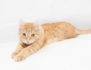 Ginger kitten, looking sadly into the distance