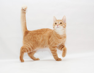 Ginger kitten