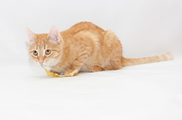 Ginger kitten wistfully sniffing the autumn leaf