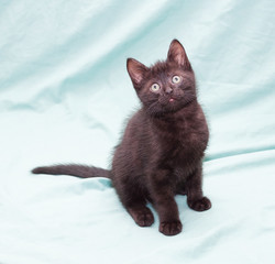 Black fluffy kitten sits on green background