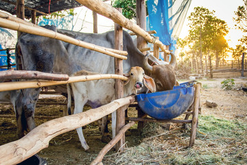 Cow farm at sunset. Feeding cows.