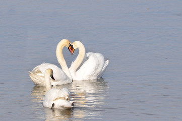 Obraz premium Para łabędzi kocha się i przytula do głowy