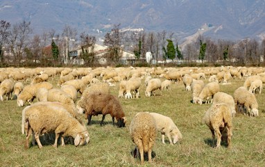 grazing sheep in the large lawn