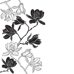Branches with magnolia flowers on a white background. Floral vector background with space for text. Black and white greeting card or invitation. - obrazy, fototapety, plakaty