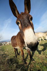 funny brown donkey with long ears while grazing with sheep from