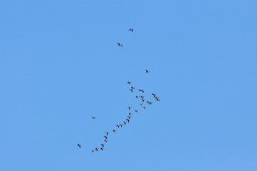 Flock of migratory ducks on background blue sky