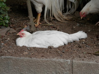 砂浴び中の雌鶏(三重県)