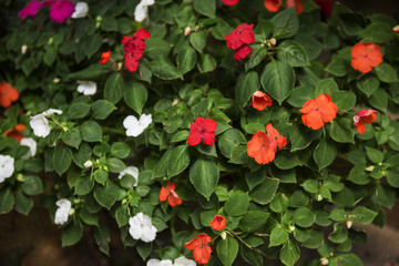 Beautiful Blossom Colorful Flowers Background