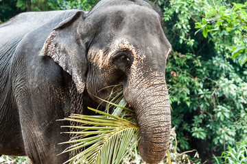 Naklejka premium Elephants on Sri Lanka